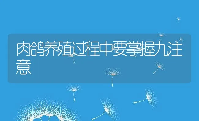 肉鸽养殖过程中要掌握九注意 | 动物养殖饲料