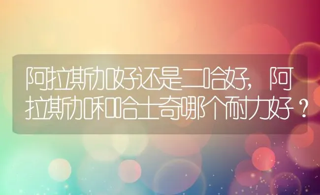 阿拉斯加好还是二哈好,阿拉斯加和哈士奇哪个耐力好？ | 宠物百科知识