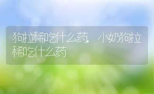 狗拉稀吃什么药,小奶狗拉稀吃什么药 | 宠物百科知识