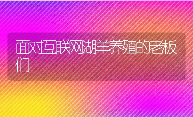 面对互联网湖羊养殖的老板们 | 动物养殖教程