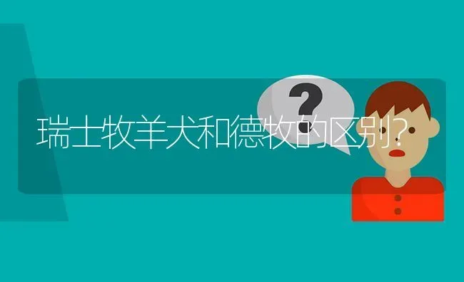 瑞士牧羊犬和德牧的区别？ | 动物养殖问答