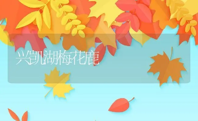 兴凯湖梅花鹿 | 水产养殖知识