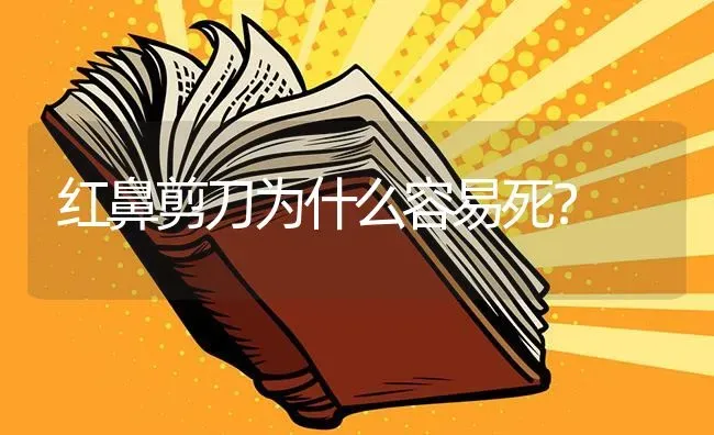 红鼻剪刀为什么容易死？ | 鱼类宠物饲养