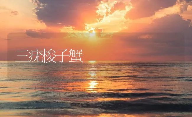 三疣梭子蟹 | 海水养殖技术