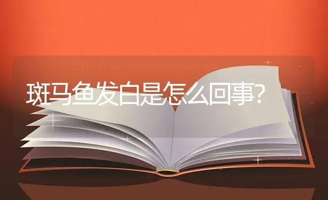 斑马鱼发白是怎么回事？ | 鱼类宠物饲养