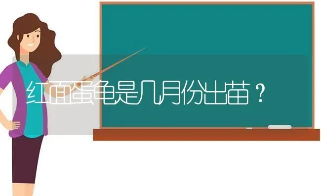 红面蛋龟是几月份出苗？ | 动物养殖问答