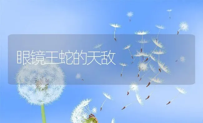 眼镜王蛇的天敌 | 动物养殖百科