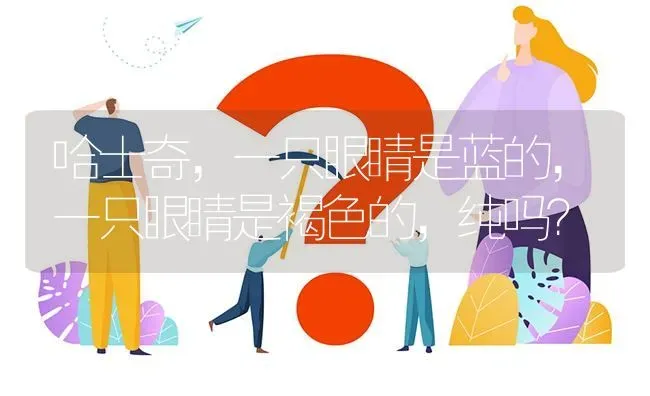 哈士奇，一只眼睛是蓝的，一只眼睛是褐色的，纯吗？ | 动物养殖问答