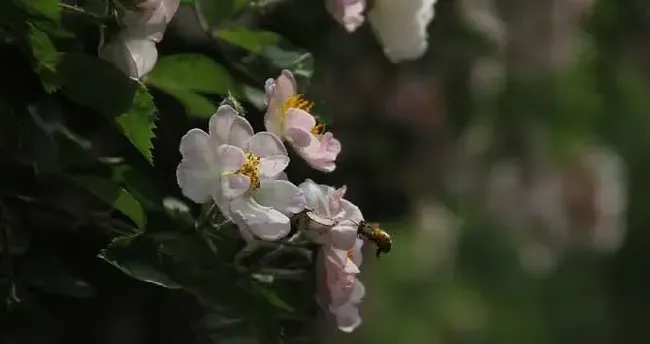 蜜蜂图片