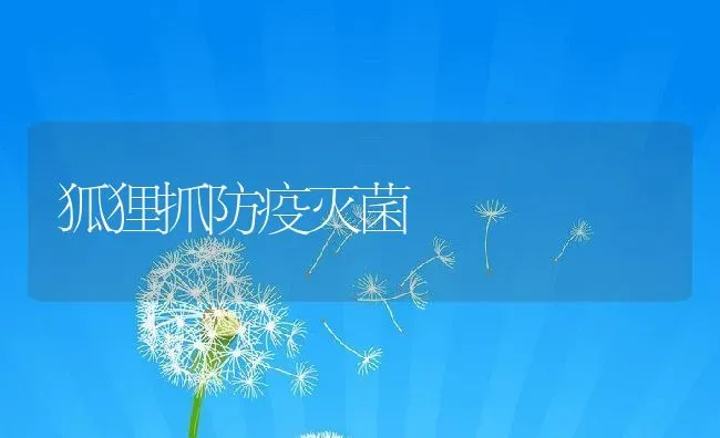 狐狸抓防疫灭菌 | 动物养殖教程