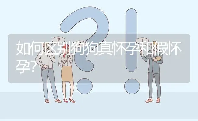 如何区别狗狗真怀孕和假怀孕？ | 动物养殖问答