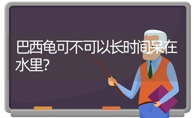 巴西龟可不可以长时间呆在水里？ | 动物养殖问答