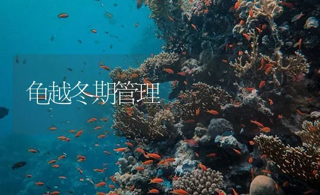 龟越冬期管理 | 海水养殖技术