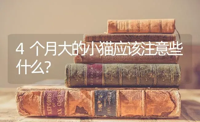 4个月大的小猫应该注意些什么？ | 动物养殖问答