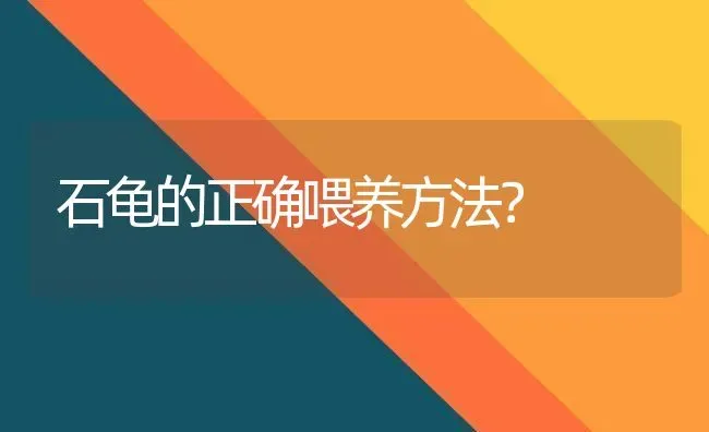 石龟的正确喂养方法？ | 动物养殖问答