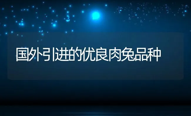 国外引进的优良肉兔品种 | 水产养殖知识