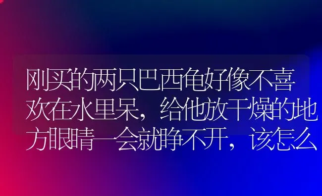 刚买的两只巴西龟好像不喜欢在水里呆，给他放干燥的地方眼睛一会就睁不开，该怎么办？ | 动物养殖问答