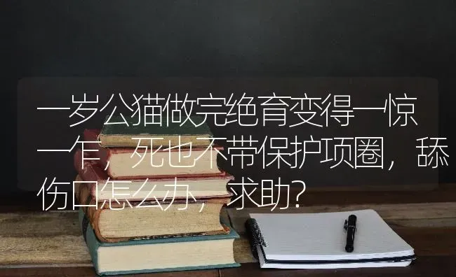 一岁公猫做完绝育变得一惊一乍，死也不带保护项圈，舔伤口怎么办，求助？ | 动物养殖问答