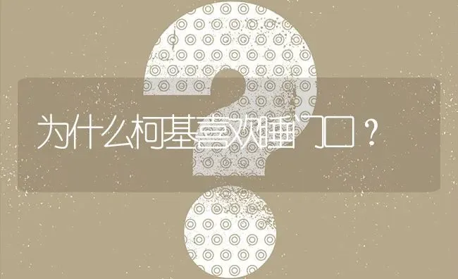 为什么柯基喜欢睡门口？ | 动物养殖问答