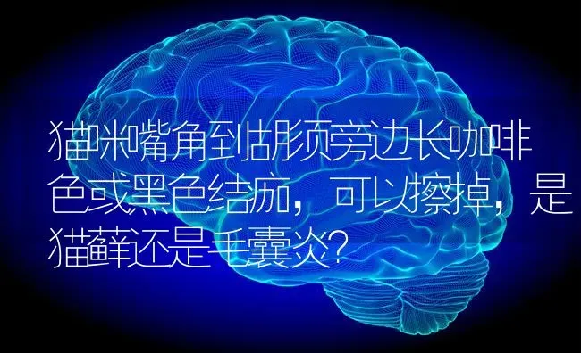 猫咪嘴角到胡须旁边长咖啡色或黑色结痂，可以擦掉，是猫藓还是毛囊炎？ | 动物养殖问答