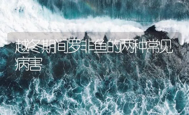 越冬期间罗非鱼的两种常见病害 | 海水养殖技术