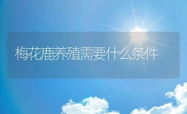 梅花鹿养殖需要什么条件 | 动物养殖教程