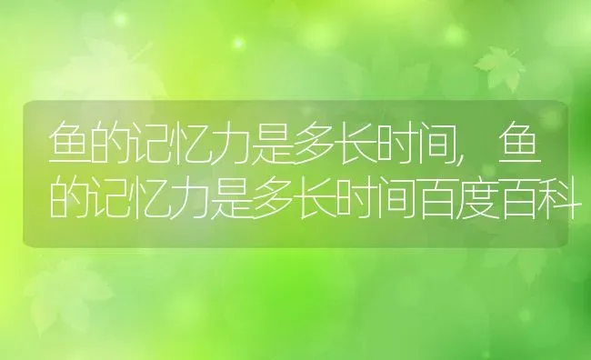 鱼的记忆力是多长时间,鱼的记忆力是多长时间百度百科 | 宠物百科知识