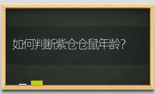 如何判断紫仓仓鼠年龄？ | 动物养殖问答