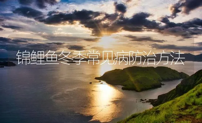 锦鲤鱼冬季常见病防治方法 | 海水养殖技术