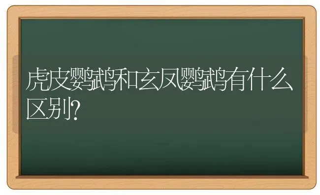 虎皮鹦鹉和玄凤鹦鹉有什么区别？ | 动物养殖问答