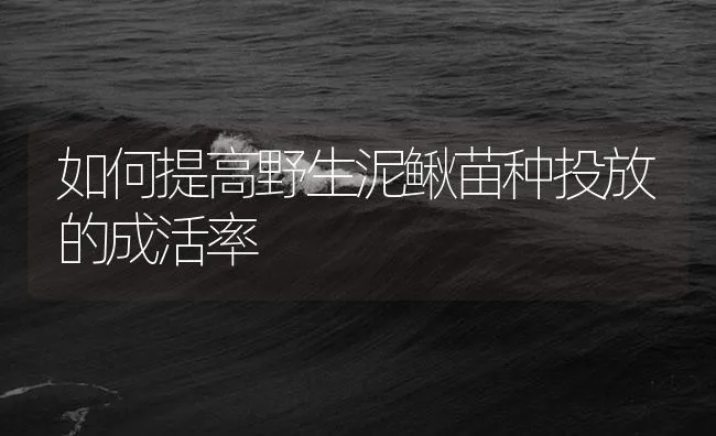 如何提高野生泥鳅苗种投放的成活率 | 海水养殖技术