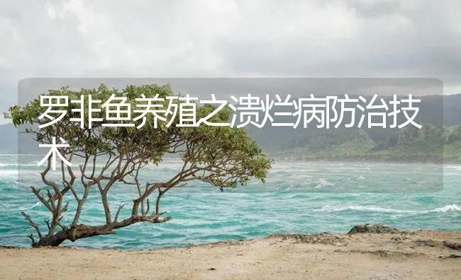 罗非鱼养殖之溃烂病防治技术 | 海水养殖技术