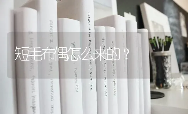 短毛布偶怎么来的？ | 动物养殖问答