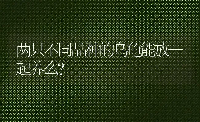 针对猫咪严重掉毛怎么调理，猫咪掉毛吃什么调理？ | 动物养殖问答