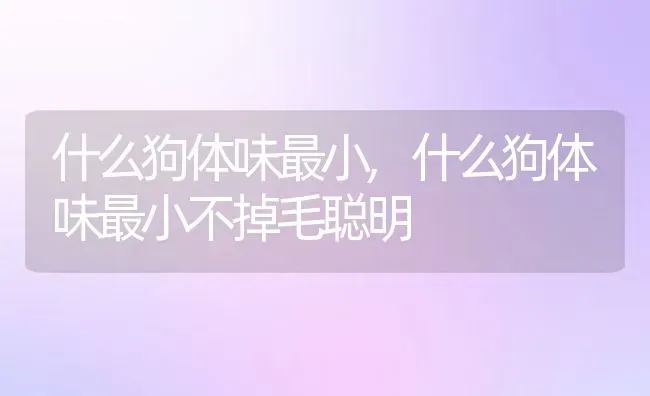 什么狗体味最小,什么狗体味最小不掉毛聪明 | 宠物百科知识