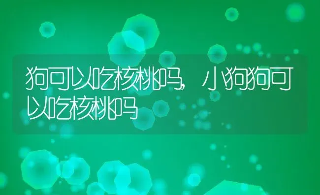 狗可以吃核桃吗,小狗狗可以吃核桃吗 | 宠物百科知识