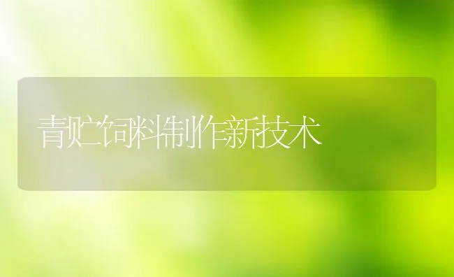 黑大蜜蜂 | 动物养殖学堂