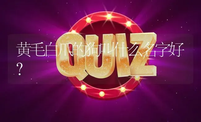 黄毛白爪的狗叫什么名字好？ | 动物养殖问答