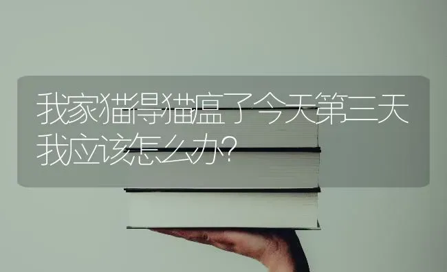 我家猫得猫瘟了今天第三天我应该怎么办？ | 动物养殖问答