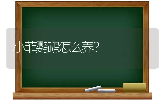 小菲鹦鹉怎么养？ | 动物养殖问答