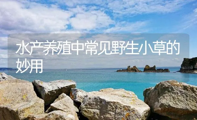 水产养殖中常见野生小草的妙用 | 海水养殖技术