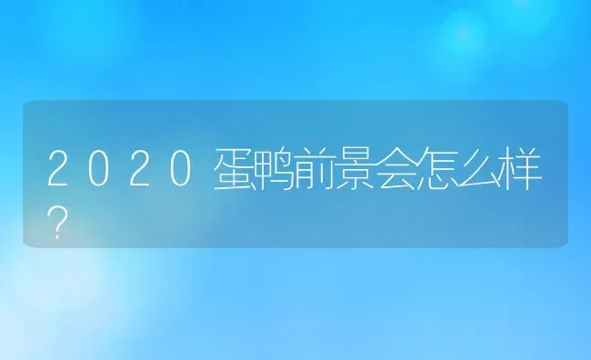 2020蛋鸭前景会怎么样？ | 动物养殖百科