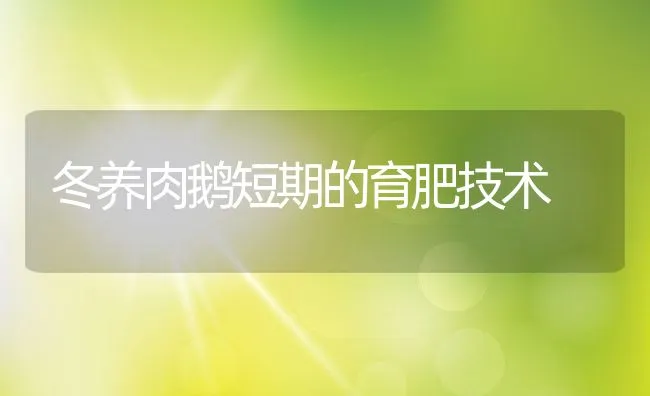 冬养肉鹅短期的育肥技术 | 动物养殖饲料