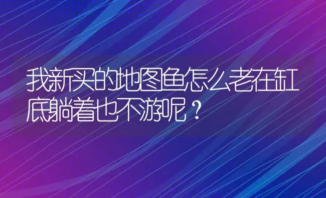 我新买的地图鱼怎么老在缸底躺着也不游呢？ | 鱼类宠物饲养