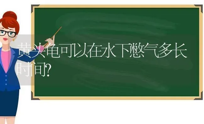 黄头龟可以在水下憋气多长时间？ | 动物养殖问答