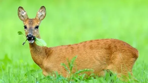 养殖狍子腹泻、肠炎防治