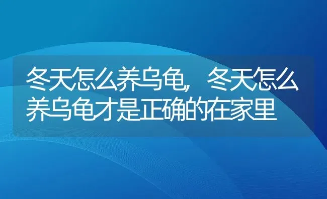 冬天怎么养乌龟,冬天怎么养乌龟才是正确的在家里 | 宠物百科知识