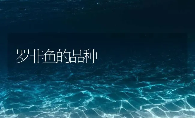 罗非鱼的品种 | 海水养殖技术