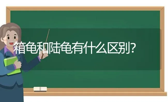 箱龟和陆龟有什么区别？ | 动物养殖问答