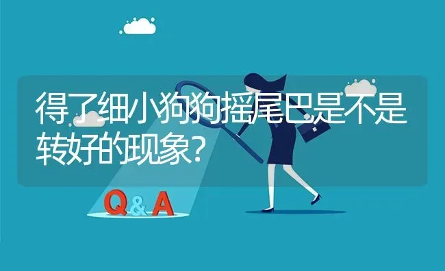 得了细小狗狗摇尾巴是不是转好的现象？ | 动物养殖问答